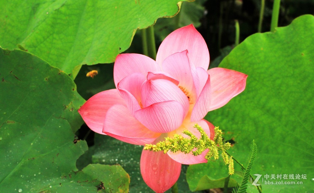 清晨拍摄太空莲花