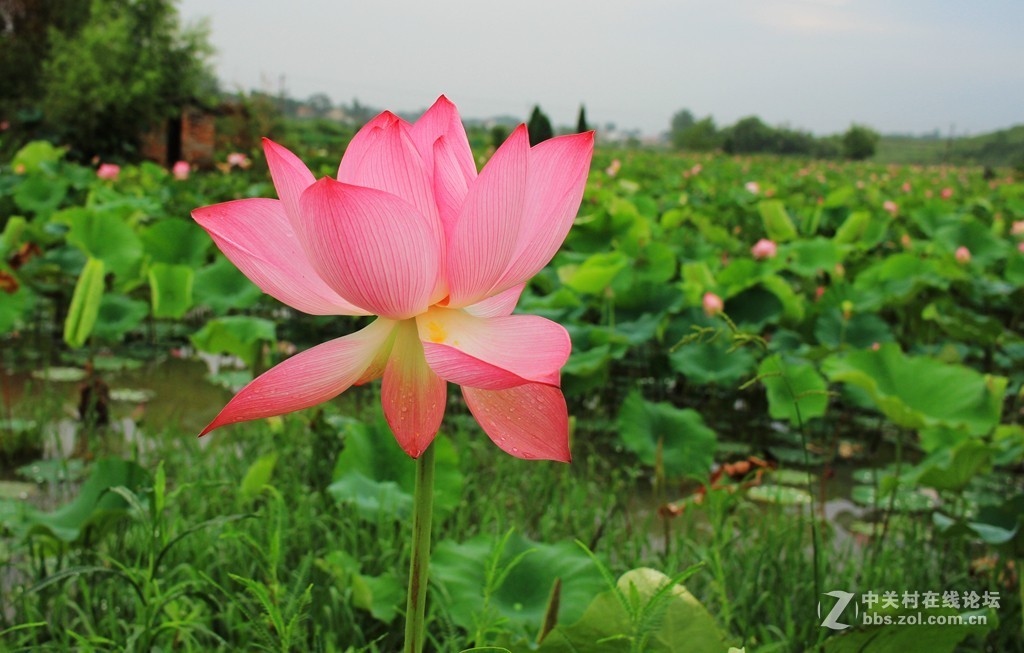 清晨拍摄太空莲花
