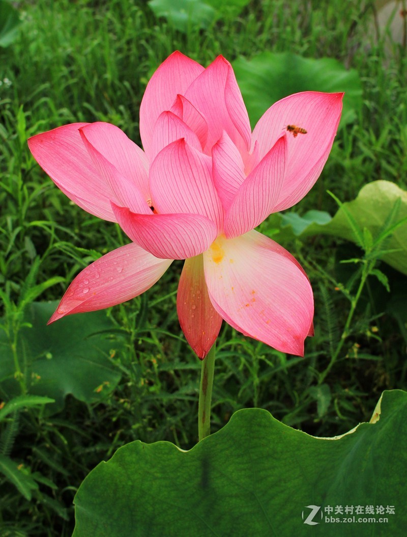 清晨拍摄太空莲花