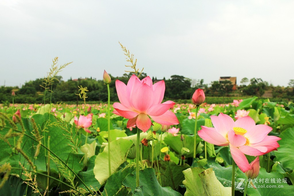 清晨拍摄太空莲花