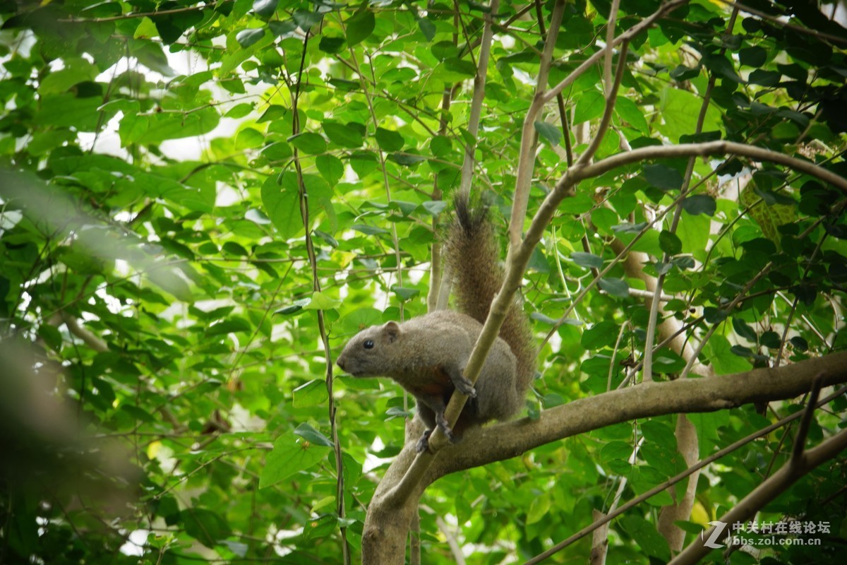 深圳2019春节杂图