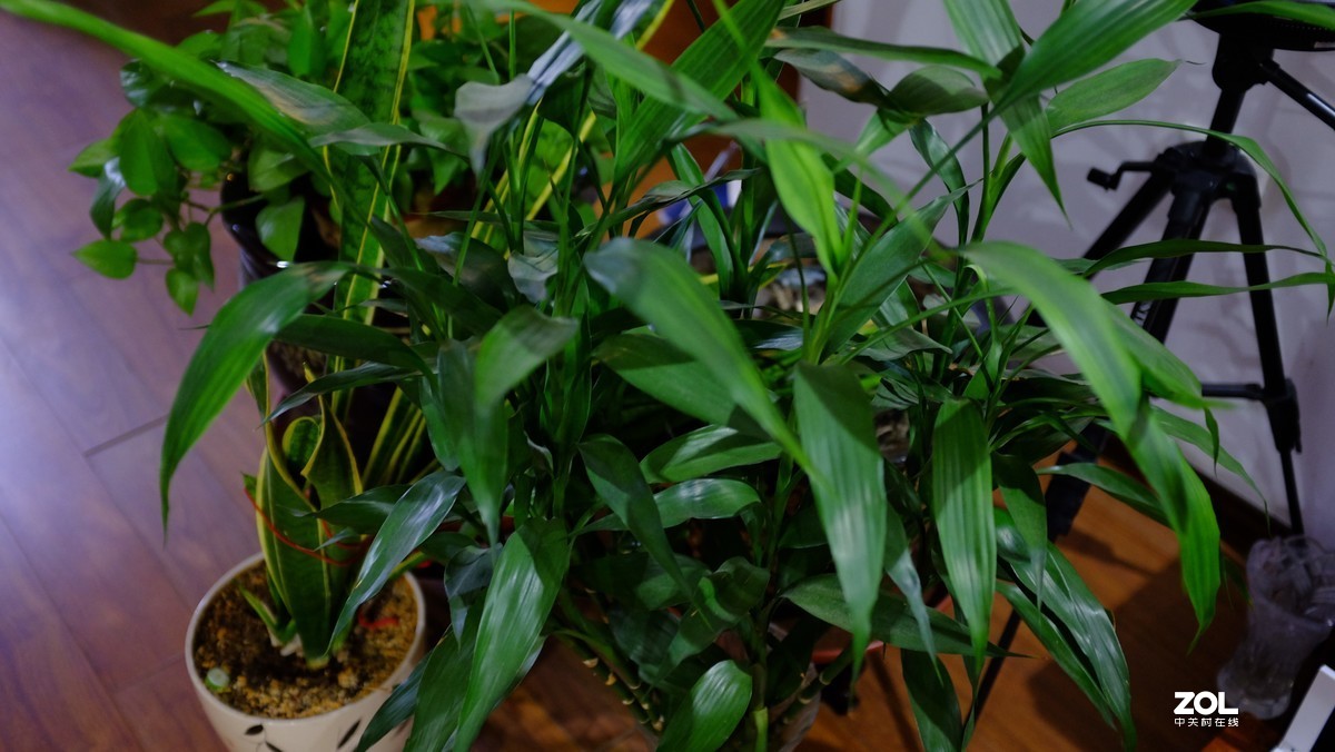 星空(中国)冷清，活跃一下星空(中国)发几张闲拍的图片，看看效果