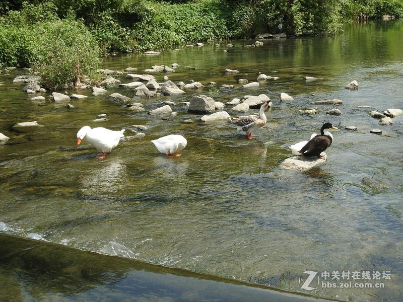 鴨子戲水-中關村在線攝影論壇