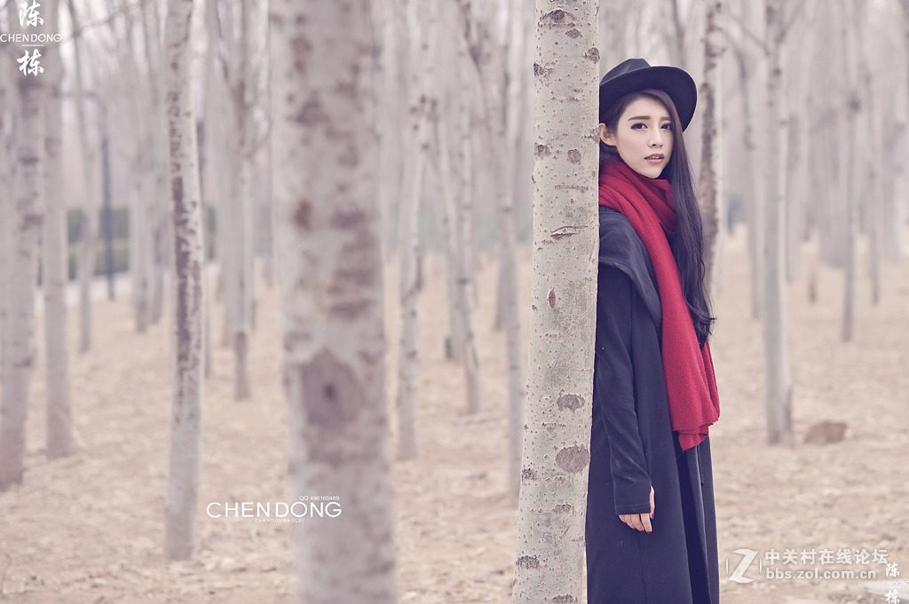 晚冬的白桦林 摄影师