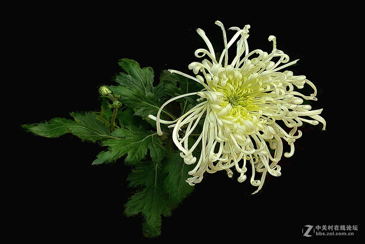 一组黑色背景菊花