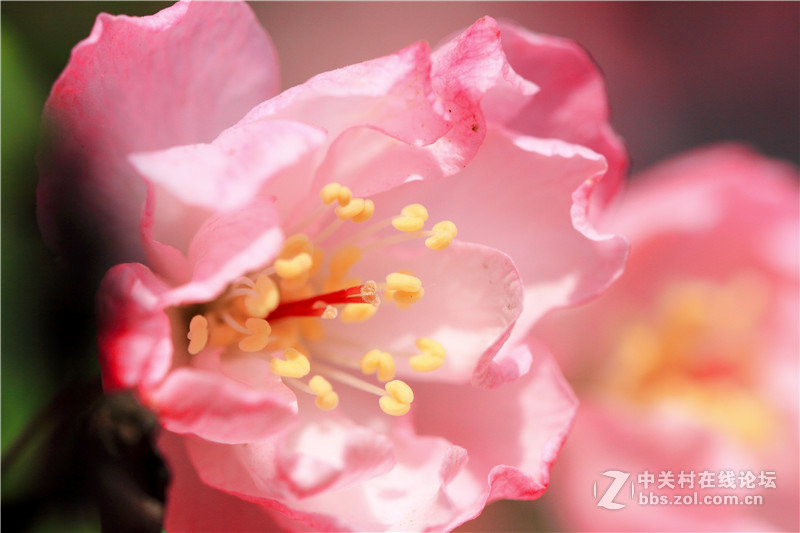 入腾龙90微，试拍