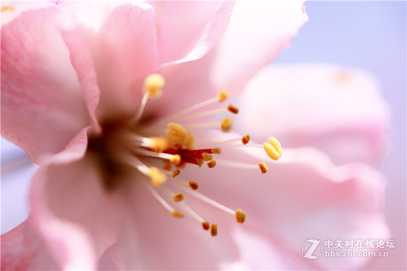 入腾龙90微，试拍