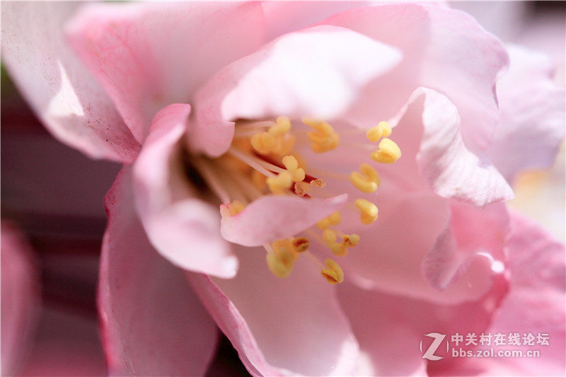 入腾龙90微，试拍