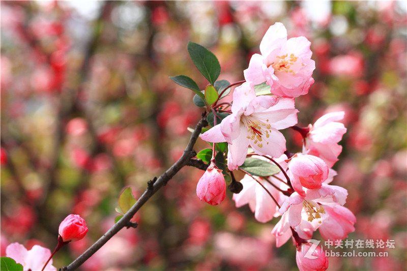 入腾龙90微，试拍