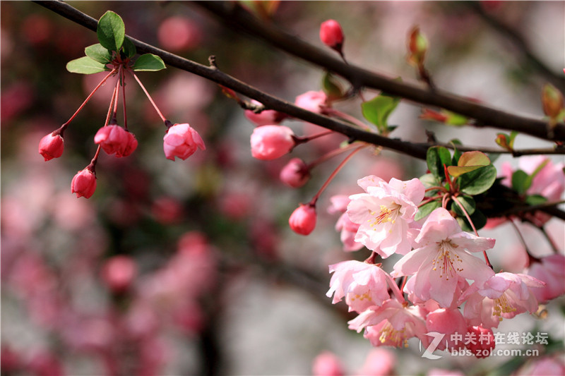 入腾龙90微，试拍