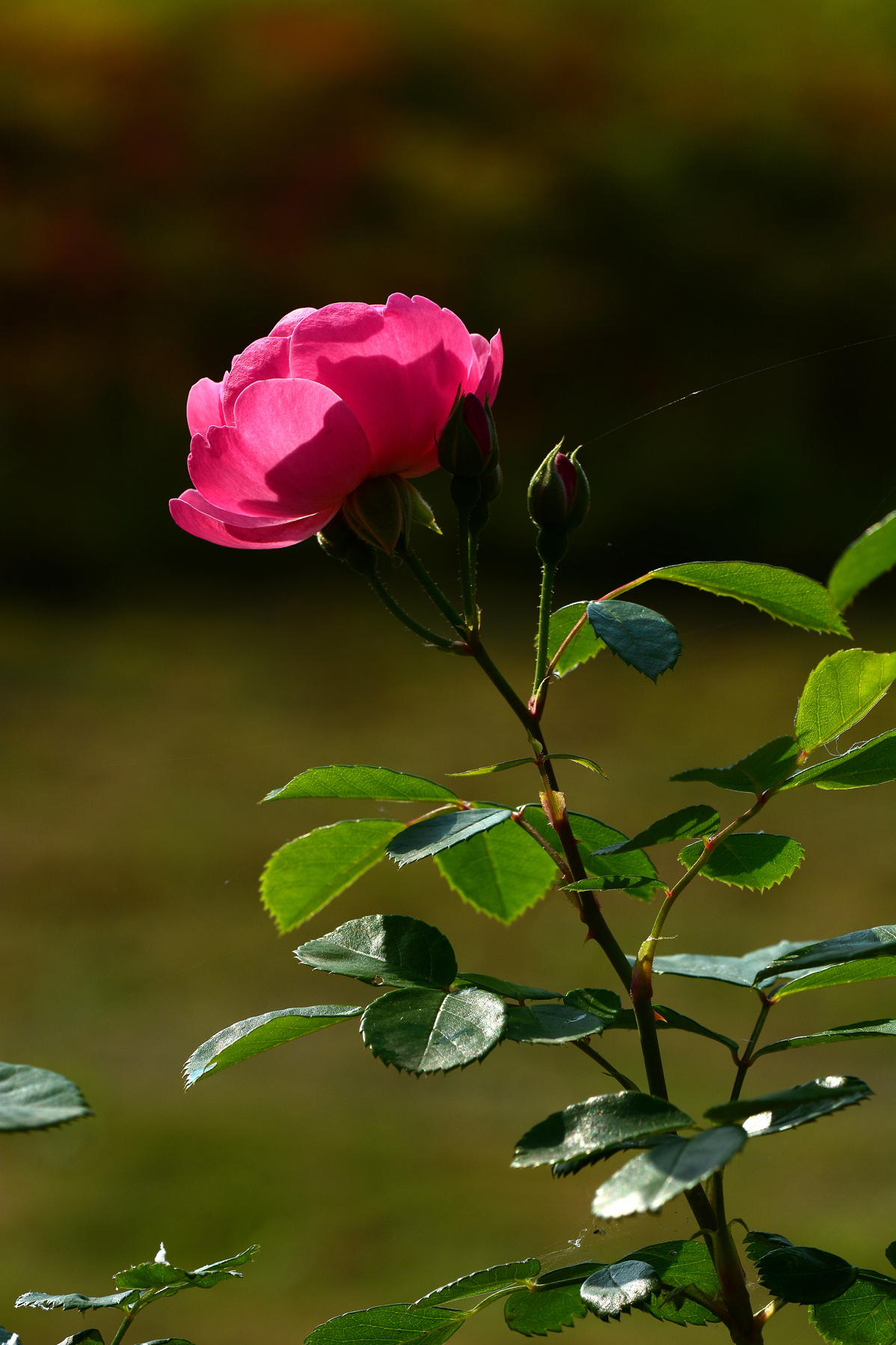 红色蔷薇祝师友们夏日快乐