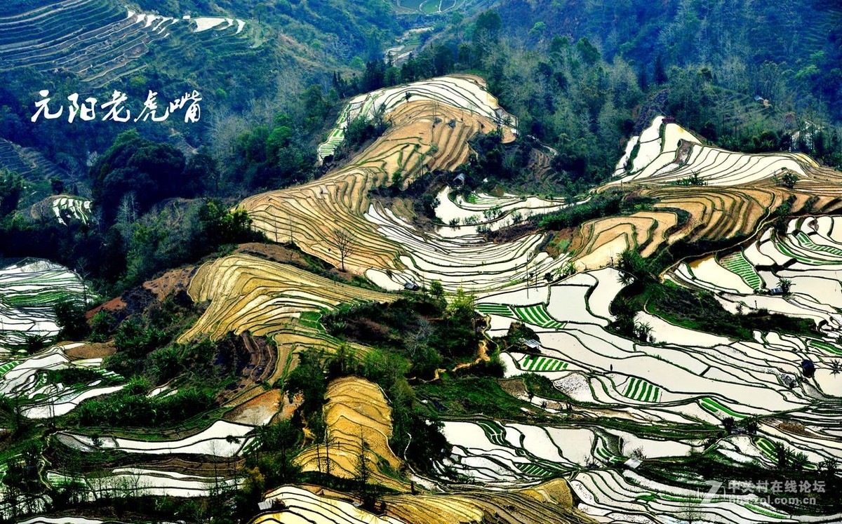 元阳老虎嘴梯田