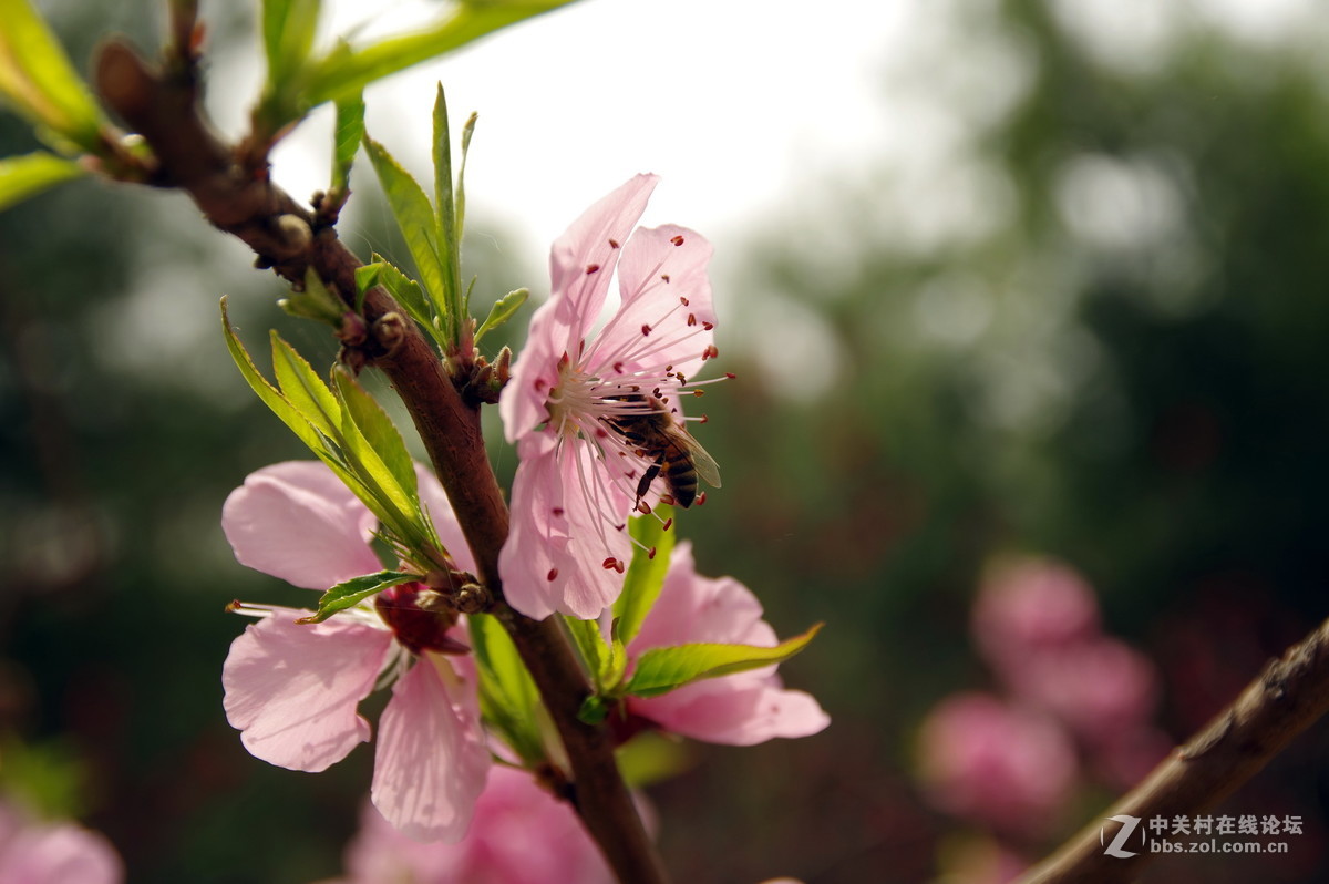 关于16-85头的一点困惑