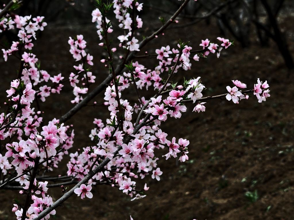 桃花-5
