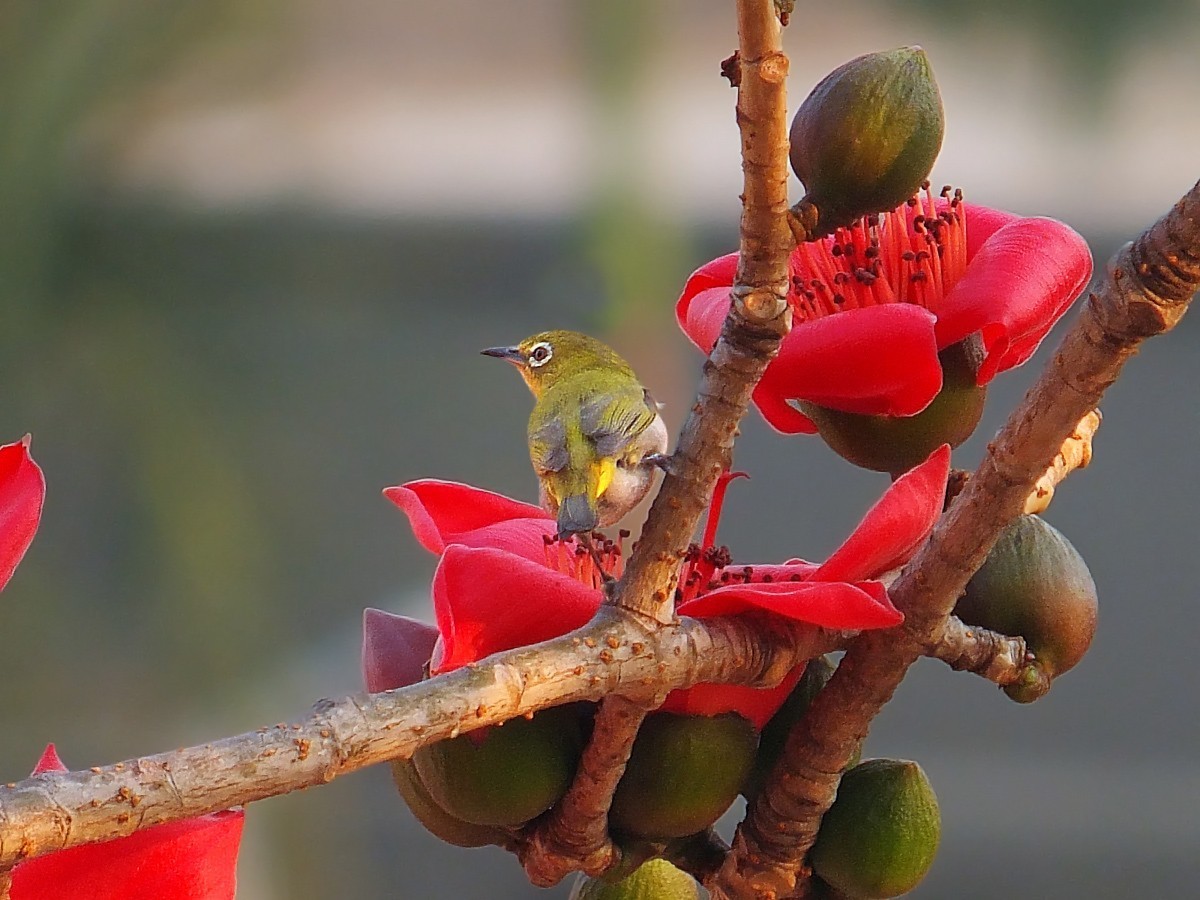 木棉树上的绣眼(5)