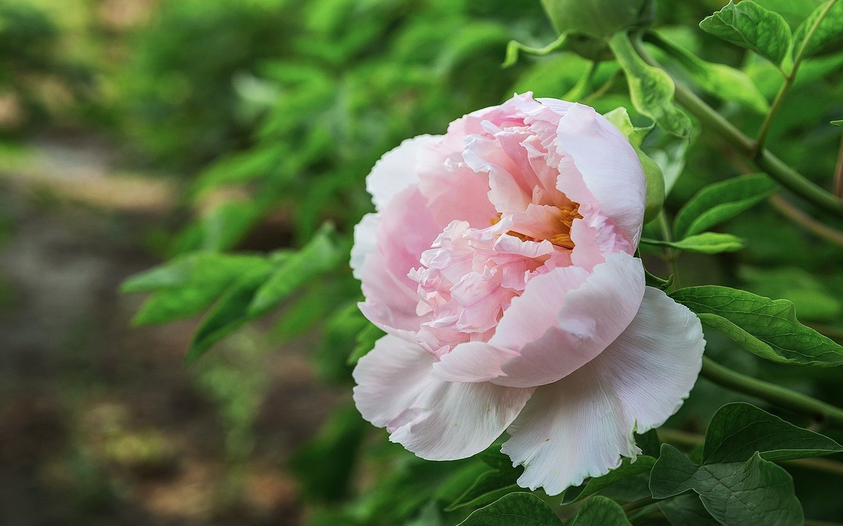 一组牡丹花花10片