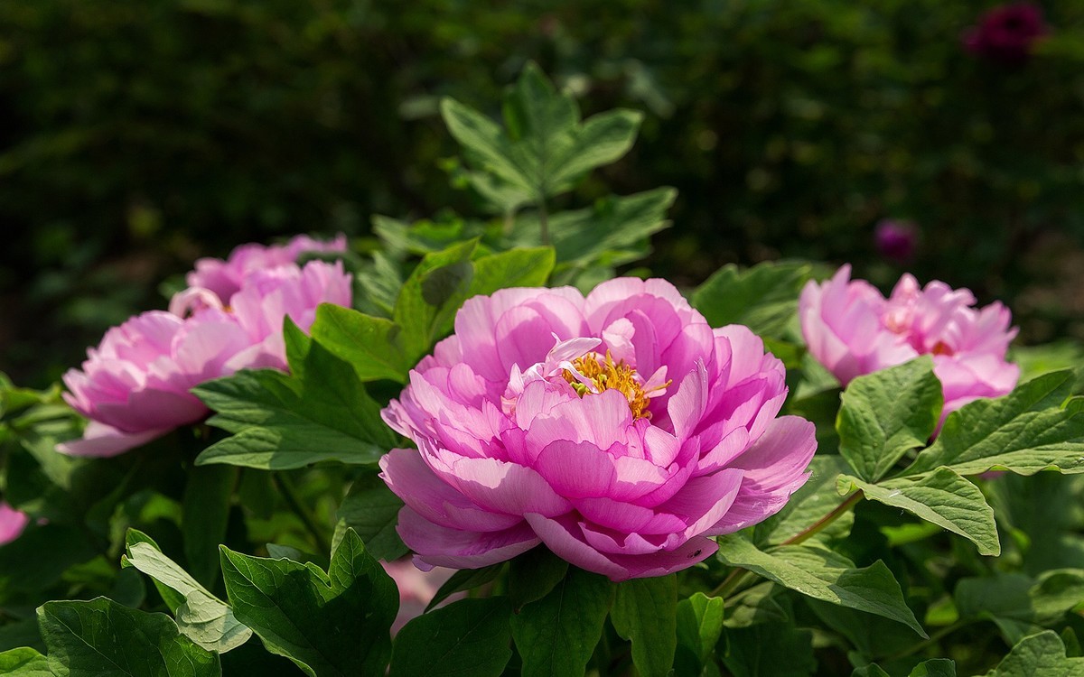 一组牡丹花花10片