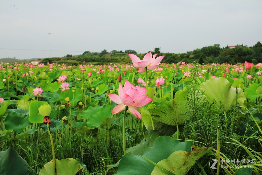 清晨拍摄太空莲花