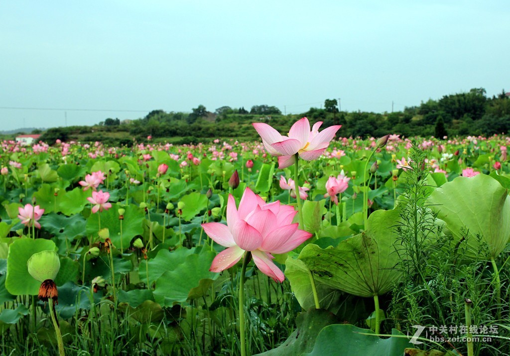 清晨拍摄太空莲花