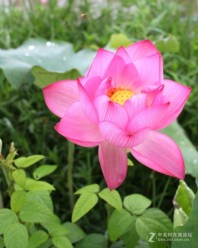 清晨拍摄太空莲花