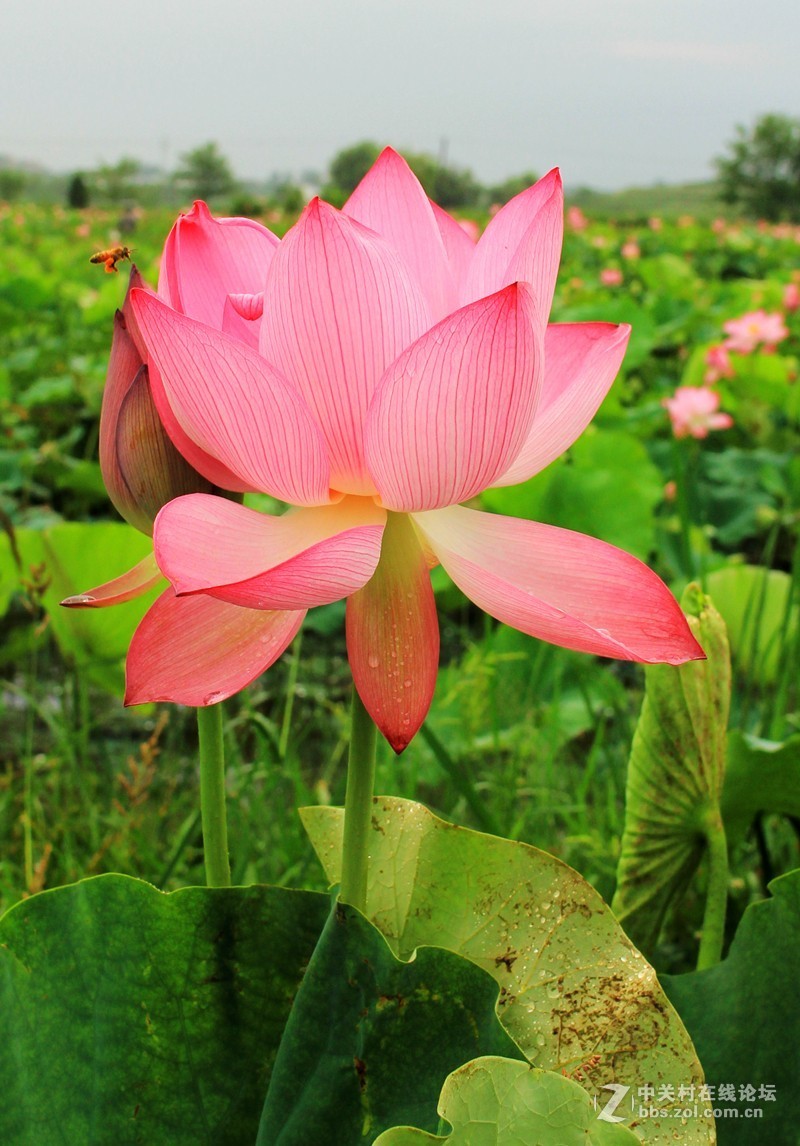 清晨拍摄太空莲花