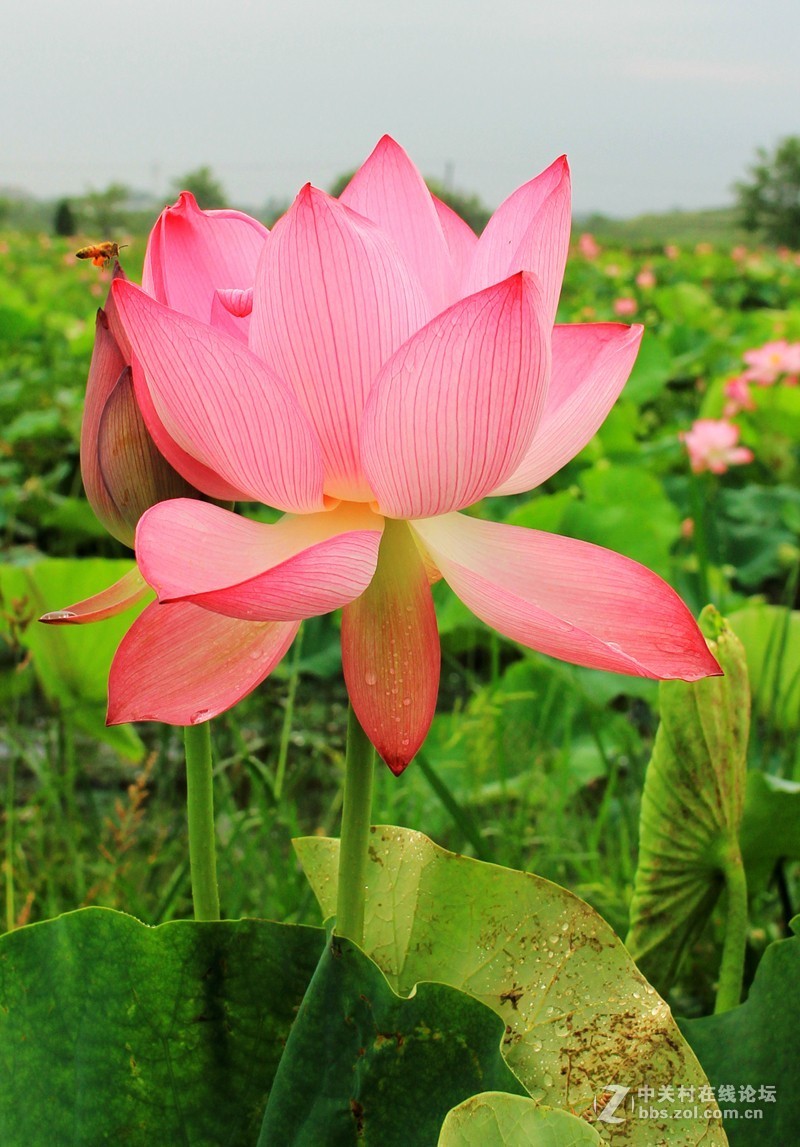 清晨拍摄太空莲花