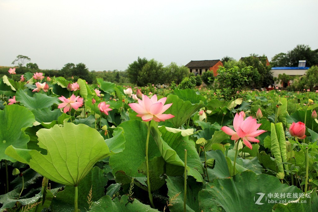 清晨拍摄太空莲花