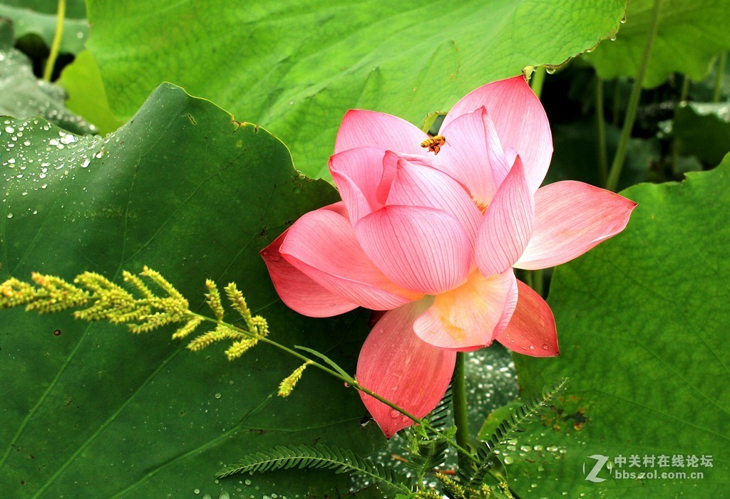 清晨拍摄太空莲花