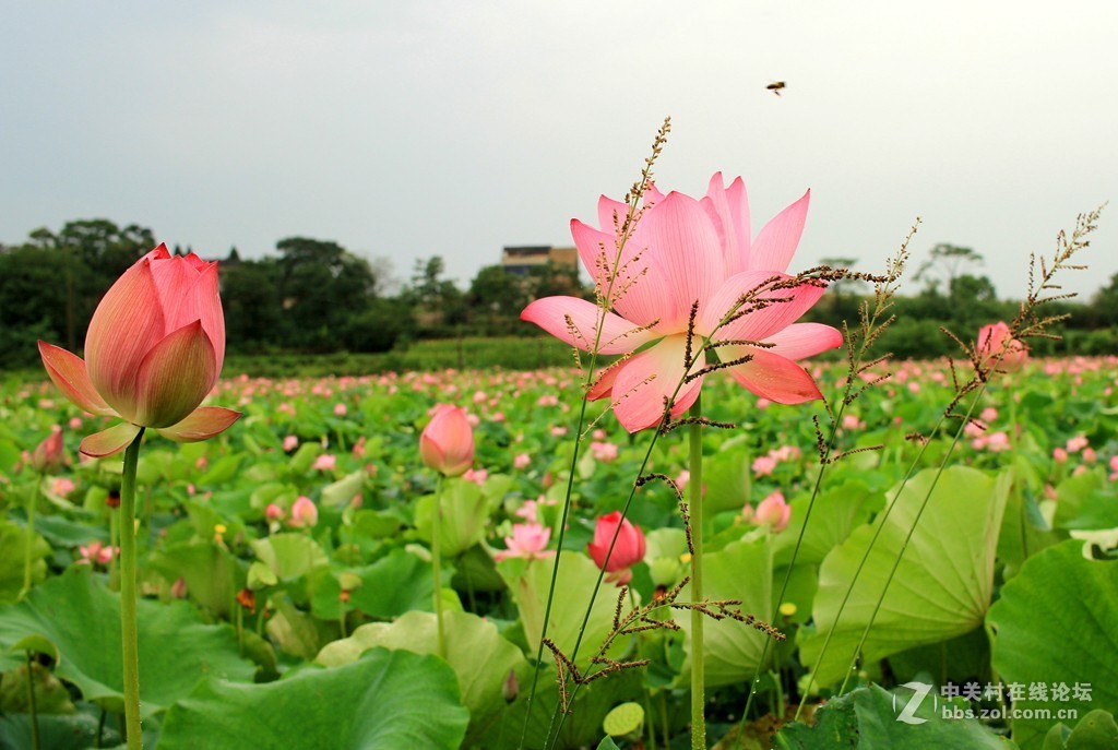 清晨拍摄太空莲花