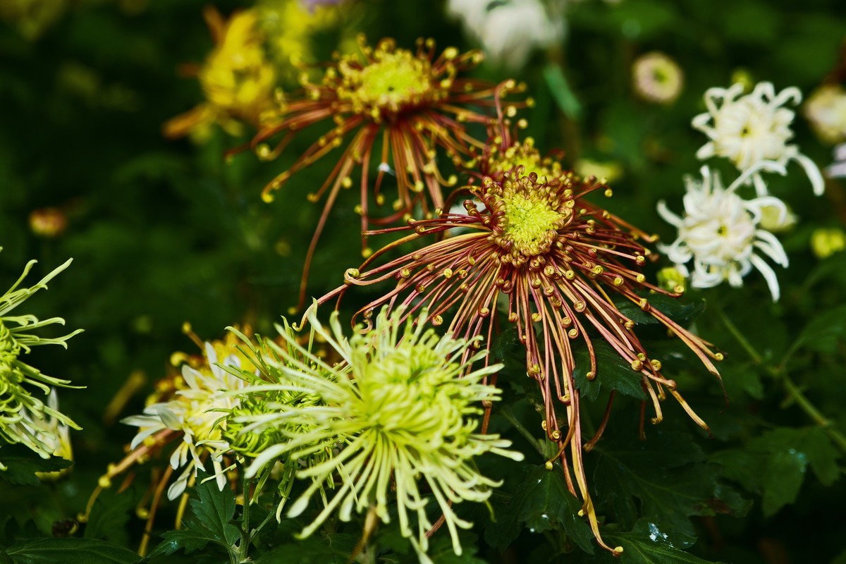 不是花中偏爱菊，此花开尽更无花