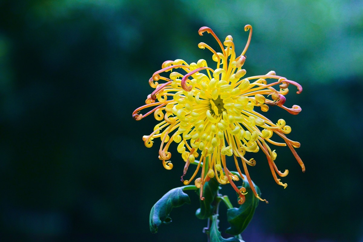 不是花中偏爱菊，此花开尽更无花