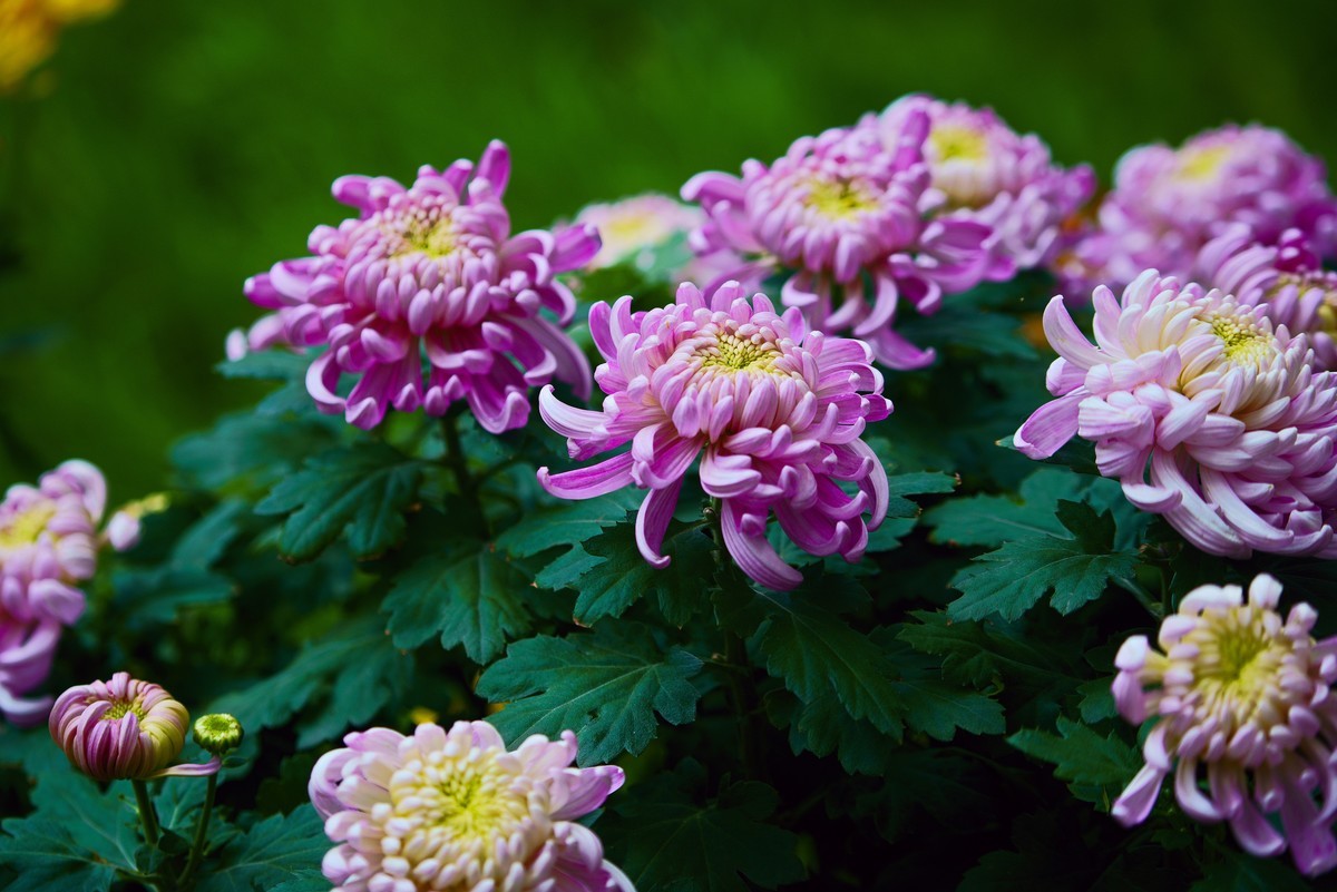 不是花中偏爱菊，此花开尽更无花