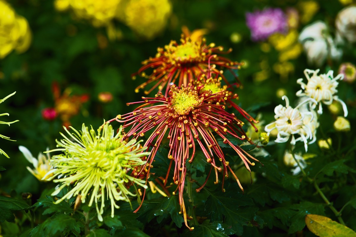 不是花中偏爱菊，此花开尽更无花