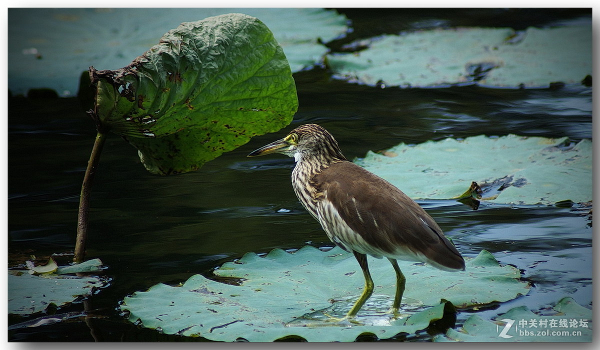 【荷叶上的鸟】