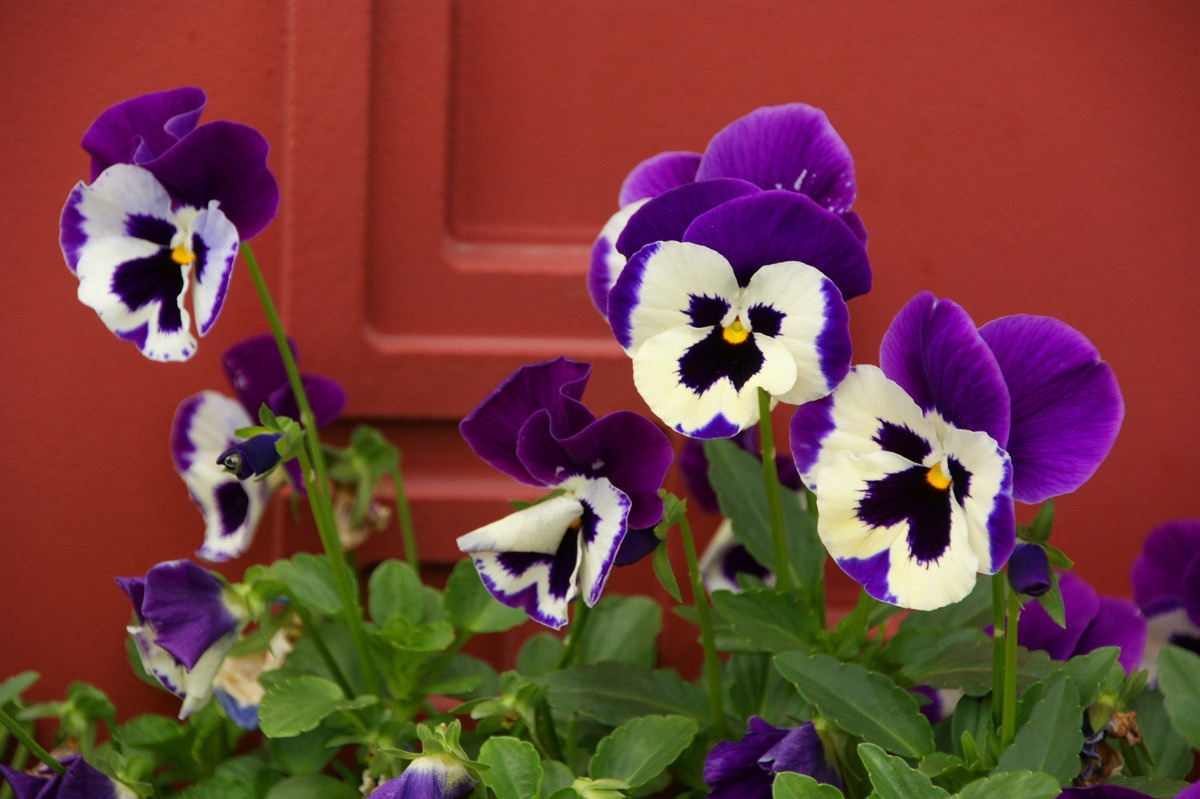 三色堇——又叫鬼儿脸-中关村在线摄影论坛