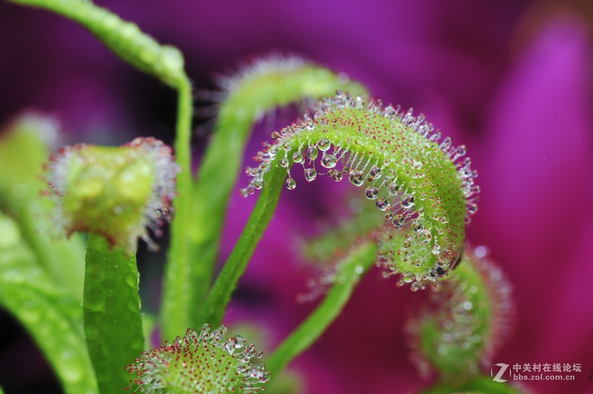 近摄镜在双镜叠加的使用效果