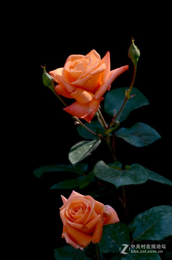 竖版------月季花