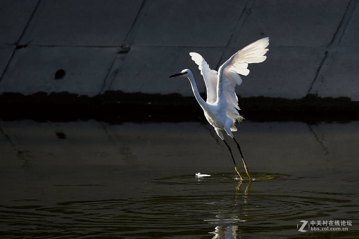 练习抓拍“白鹭”