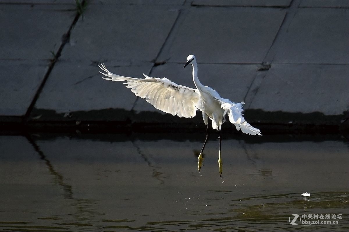 练习抓拍“白鹭”