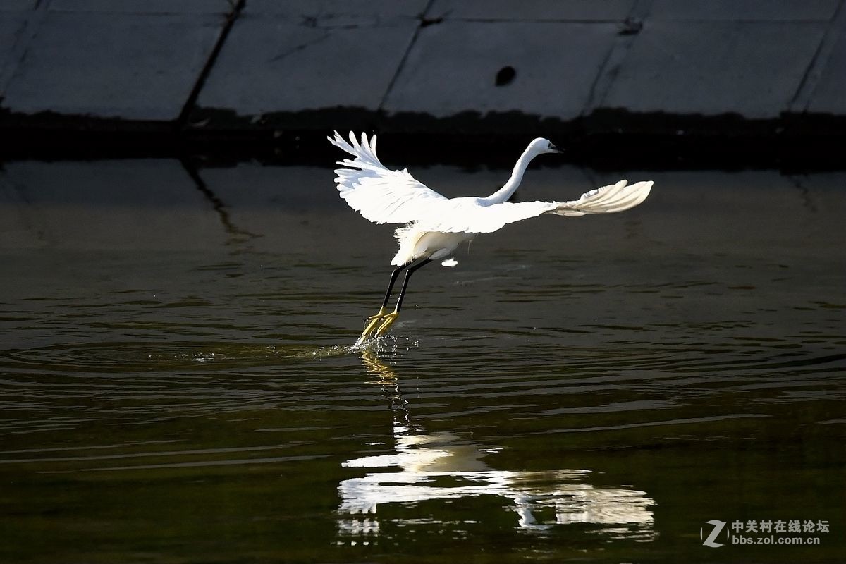 练习抓拍“白鹭”
