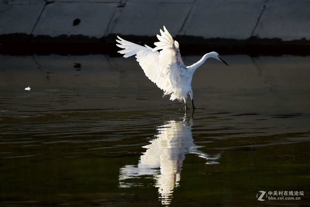 练习抓拍“白鹭”
