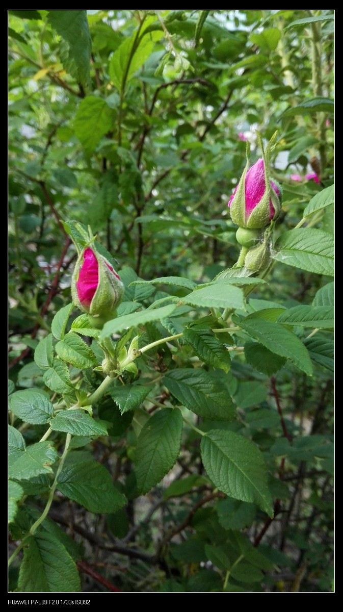 刺玫花的养殖图片
