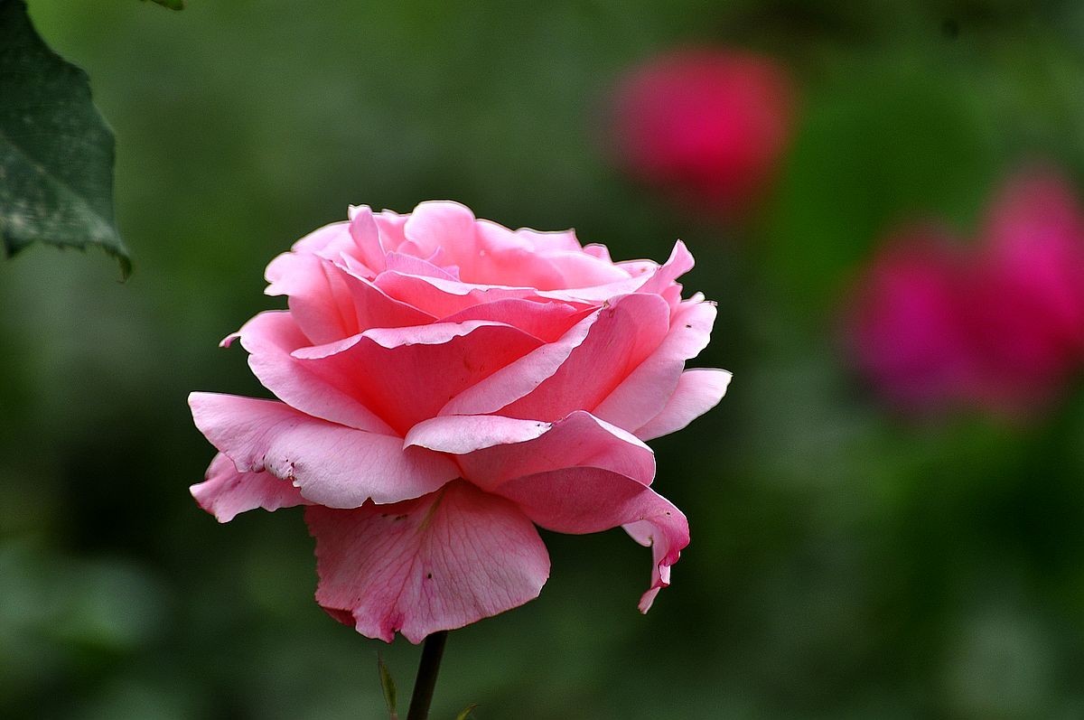 西山植物园月季花