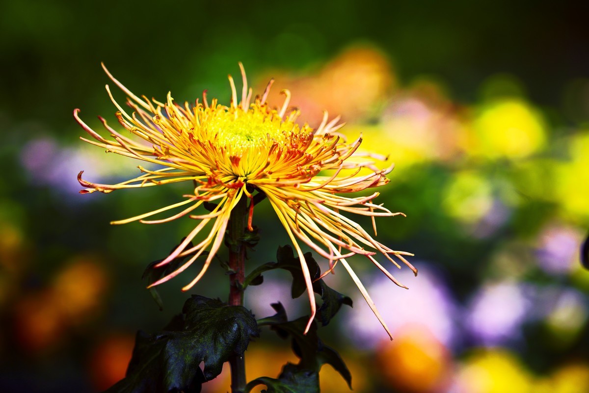 不是花中偏爱菊，此花开尽更无花