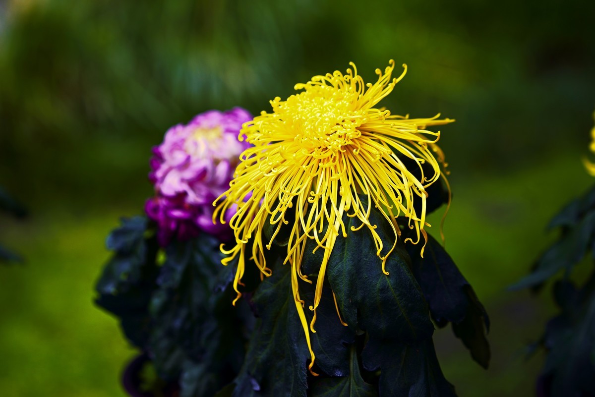 不是花中偏爱菊，此花开尽更无花