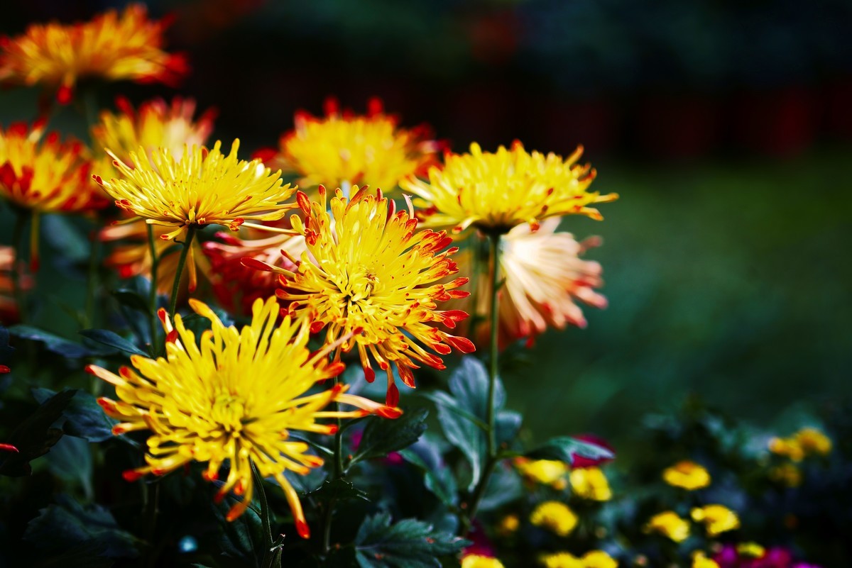 不是花中偏爱菊，此花开尽更无花