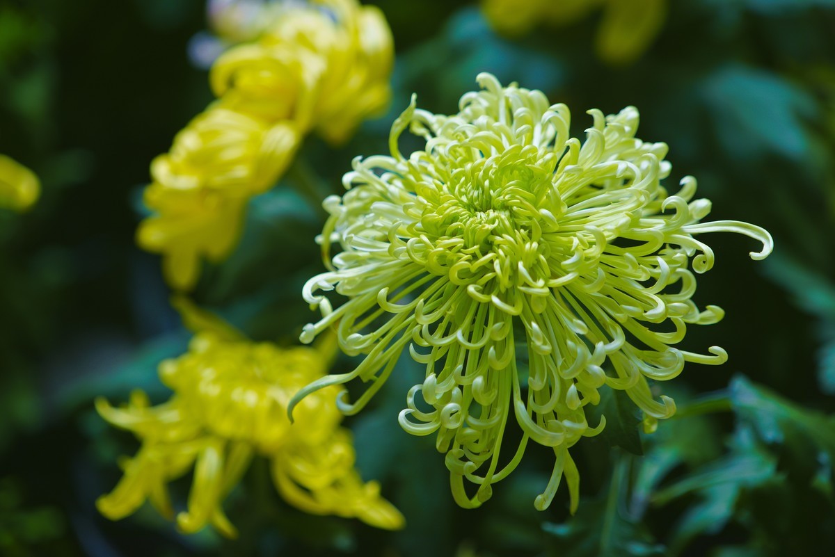 不是花中偏爱菊，此花开尽更无花