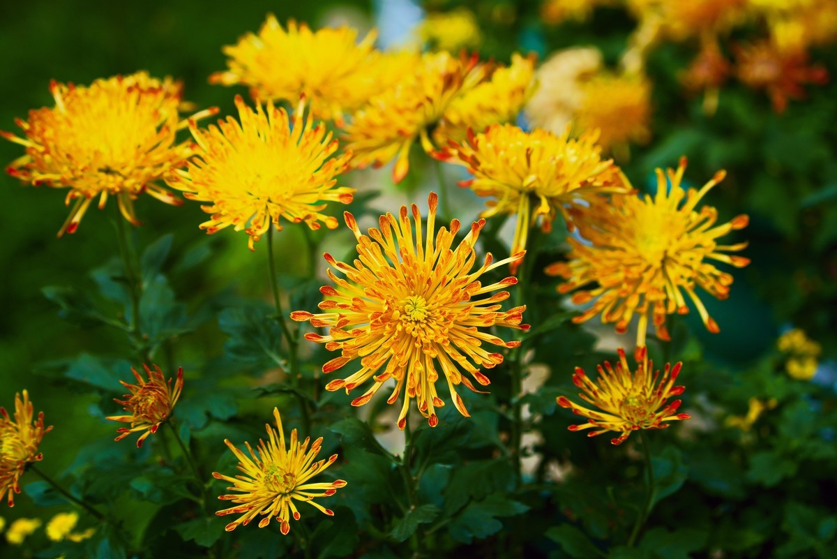 不是花中偏爱菊，此花开尽更无花