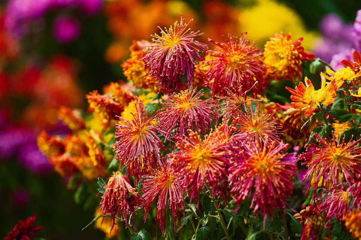 不是花中偏爱菊，此花开尽更无花