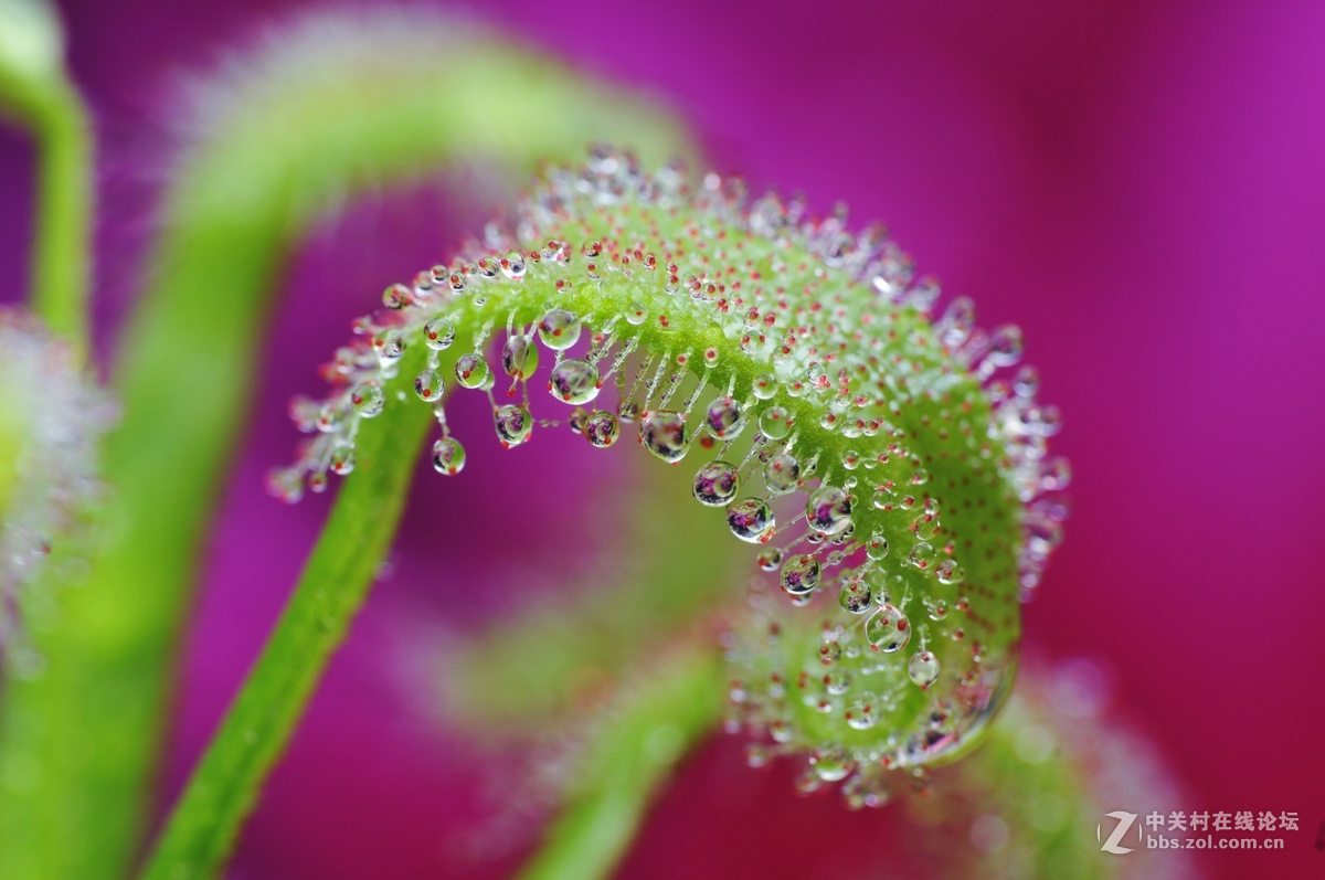 近摄镜在双镜叠加的使用效果